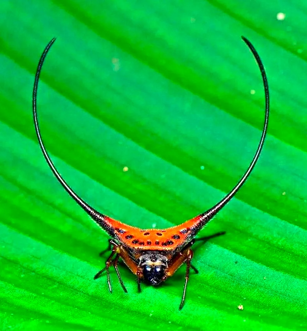 Macracantha arcuata паук
