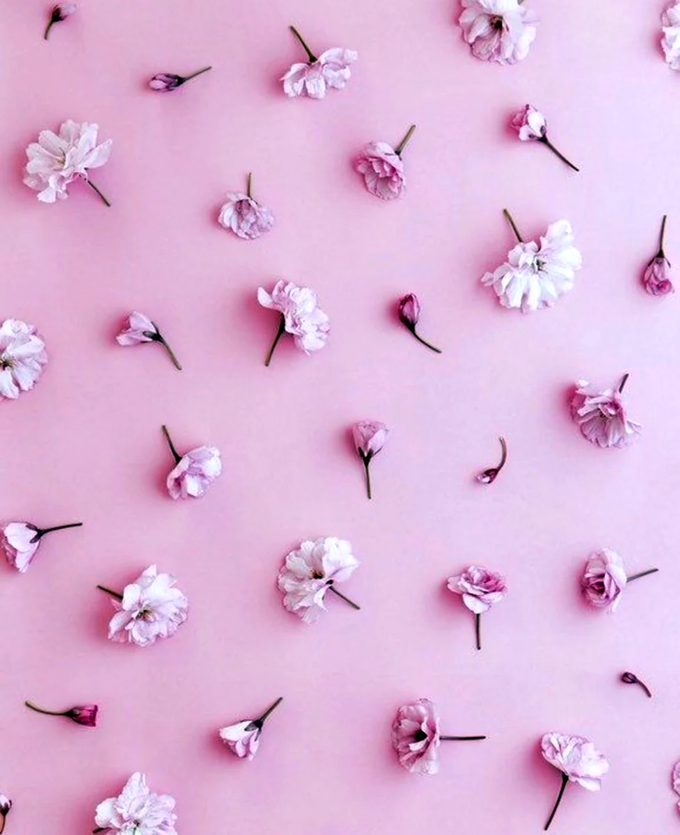 Маленькие розовые цветочки