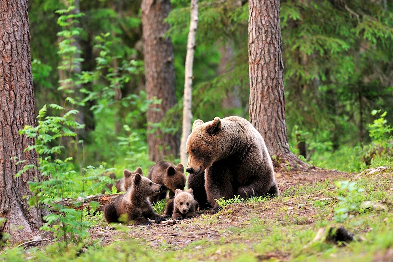 Медведи в лесу Kim Norlien