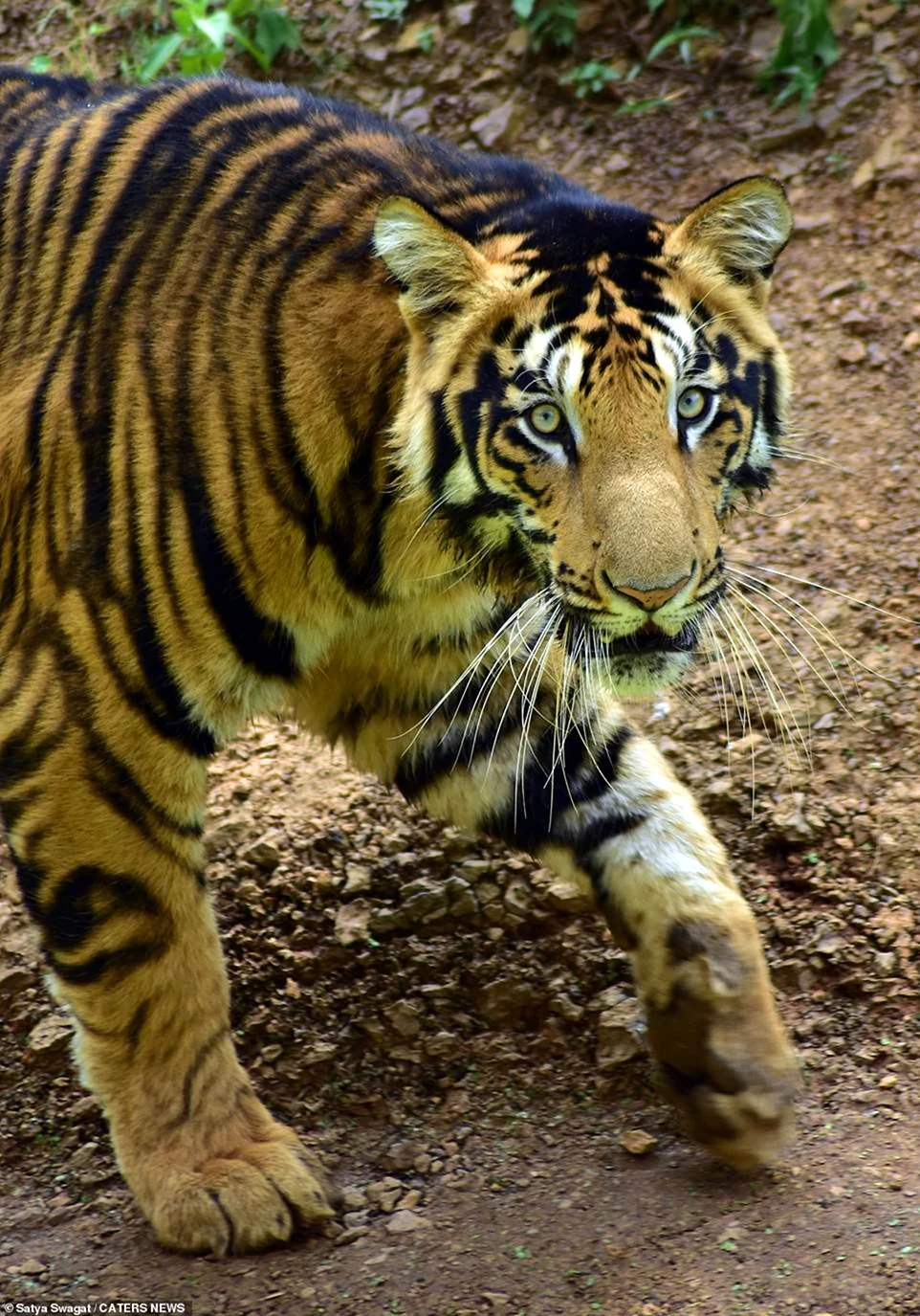Меланизм тигр