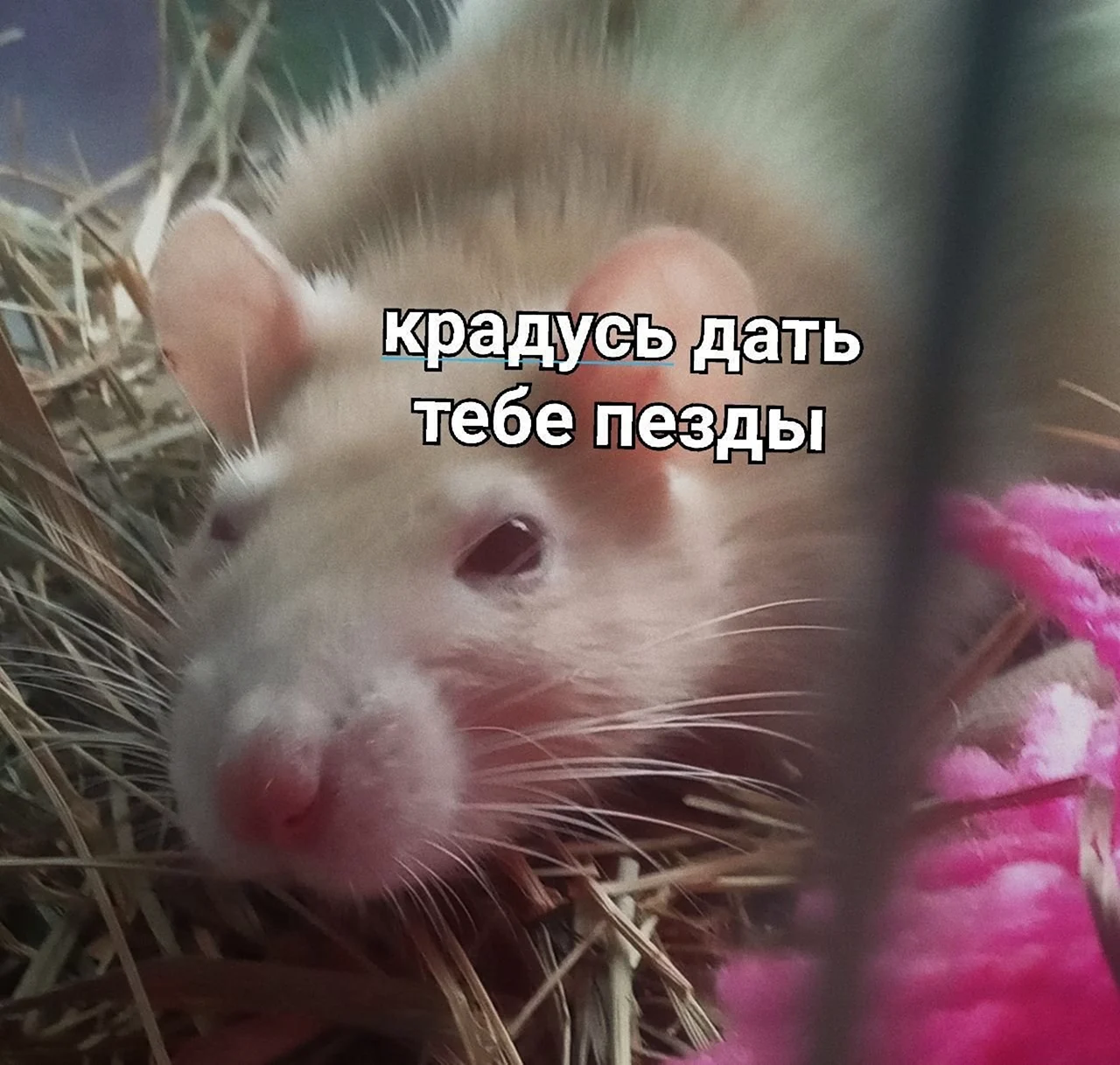 Мемы с крысами