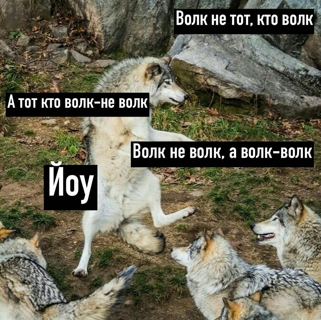 Мемы с волками