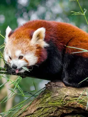 Млекопитающие красная Панда
