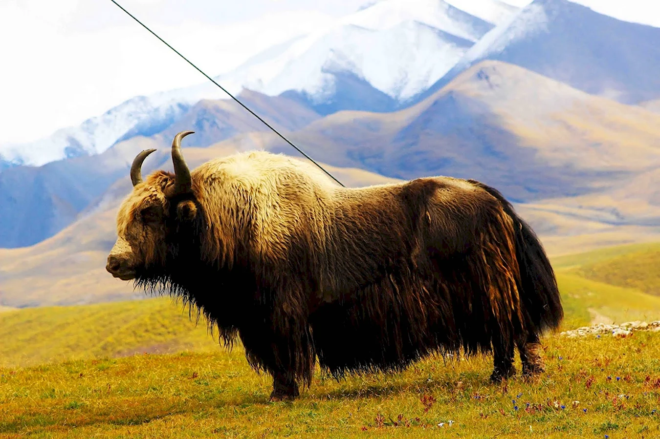 Монгольские быки Сарлык