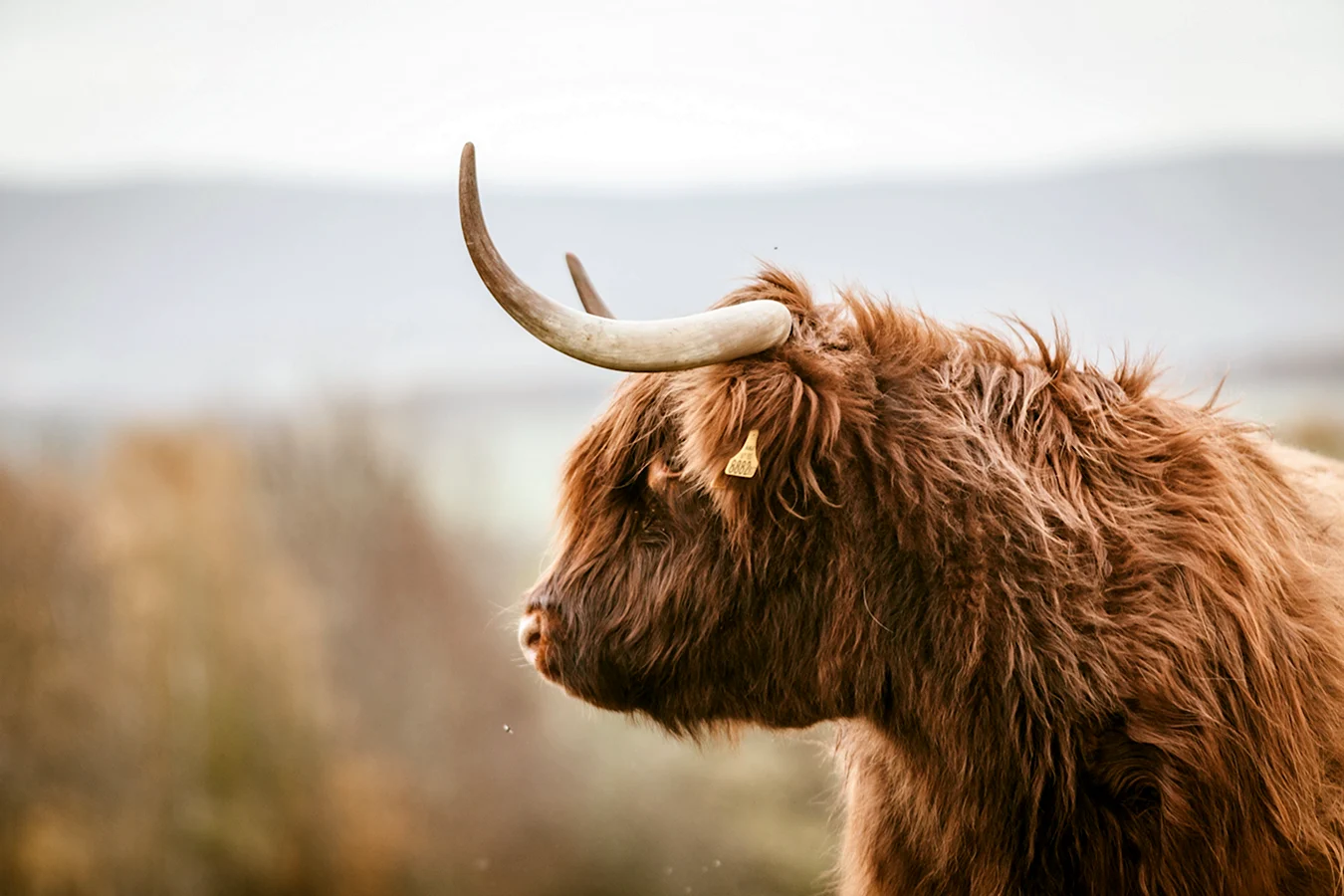 Монгольский бык