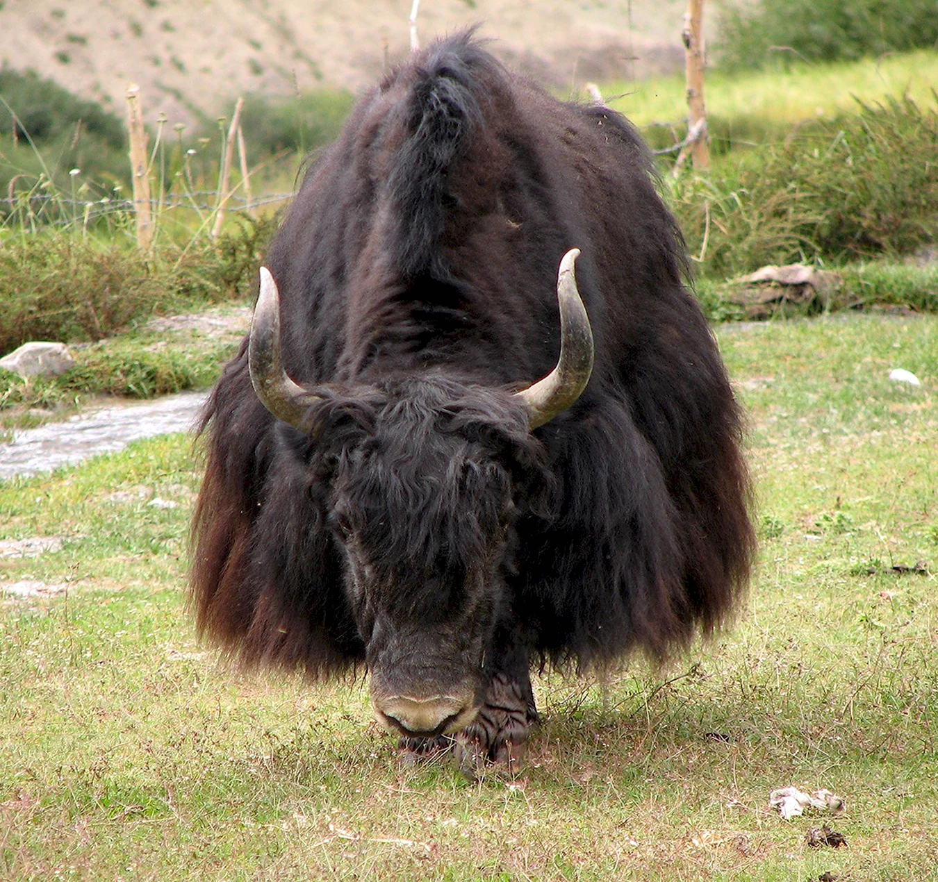 Монгольский Сарлык животное