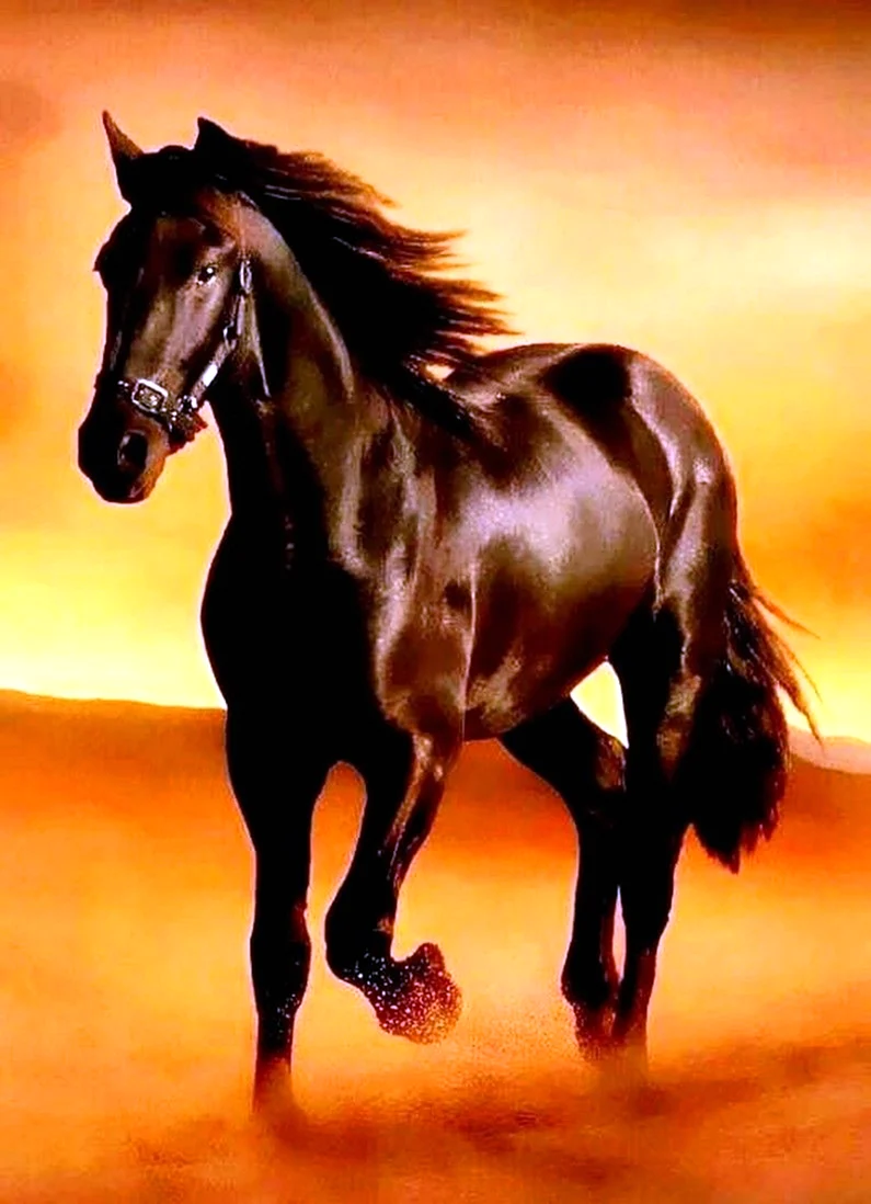 Мустанг лошадь черный