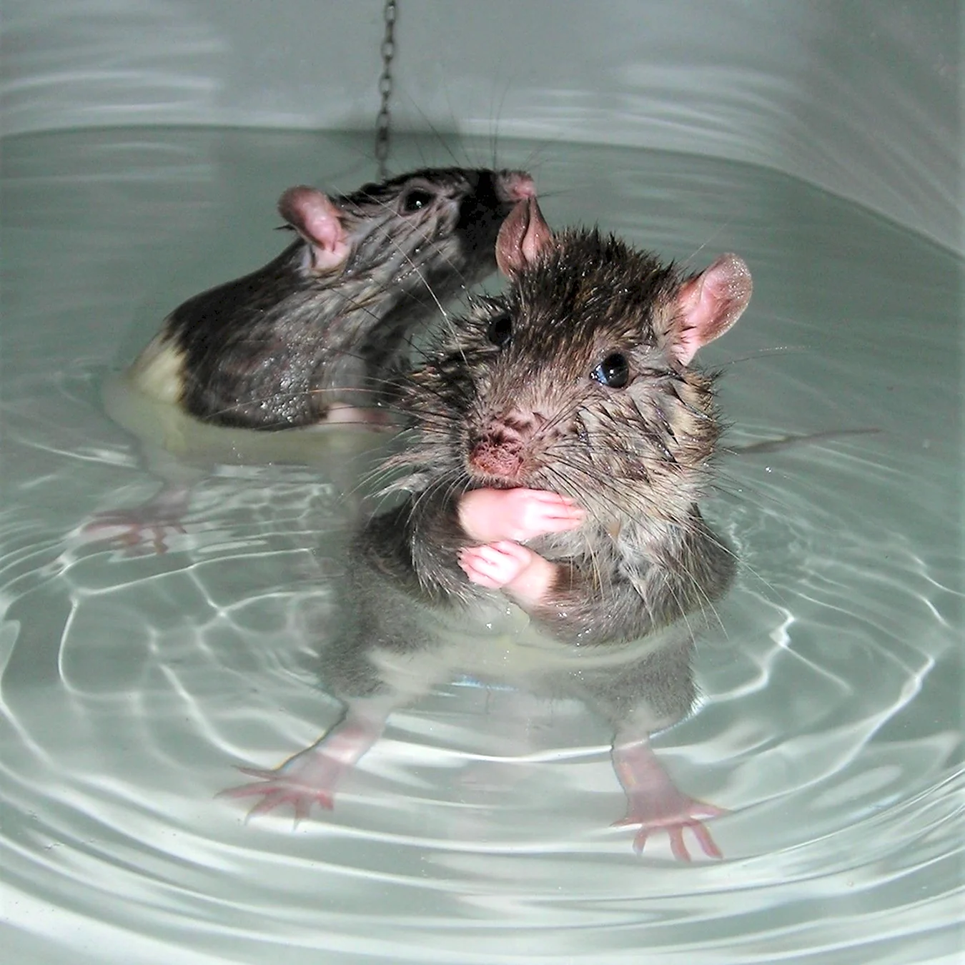 Мышь в ванной