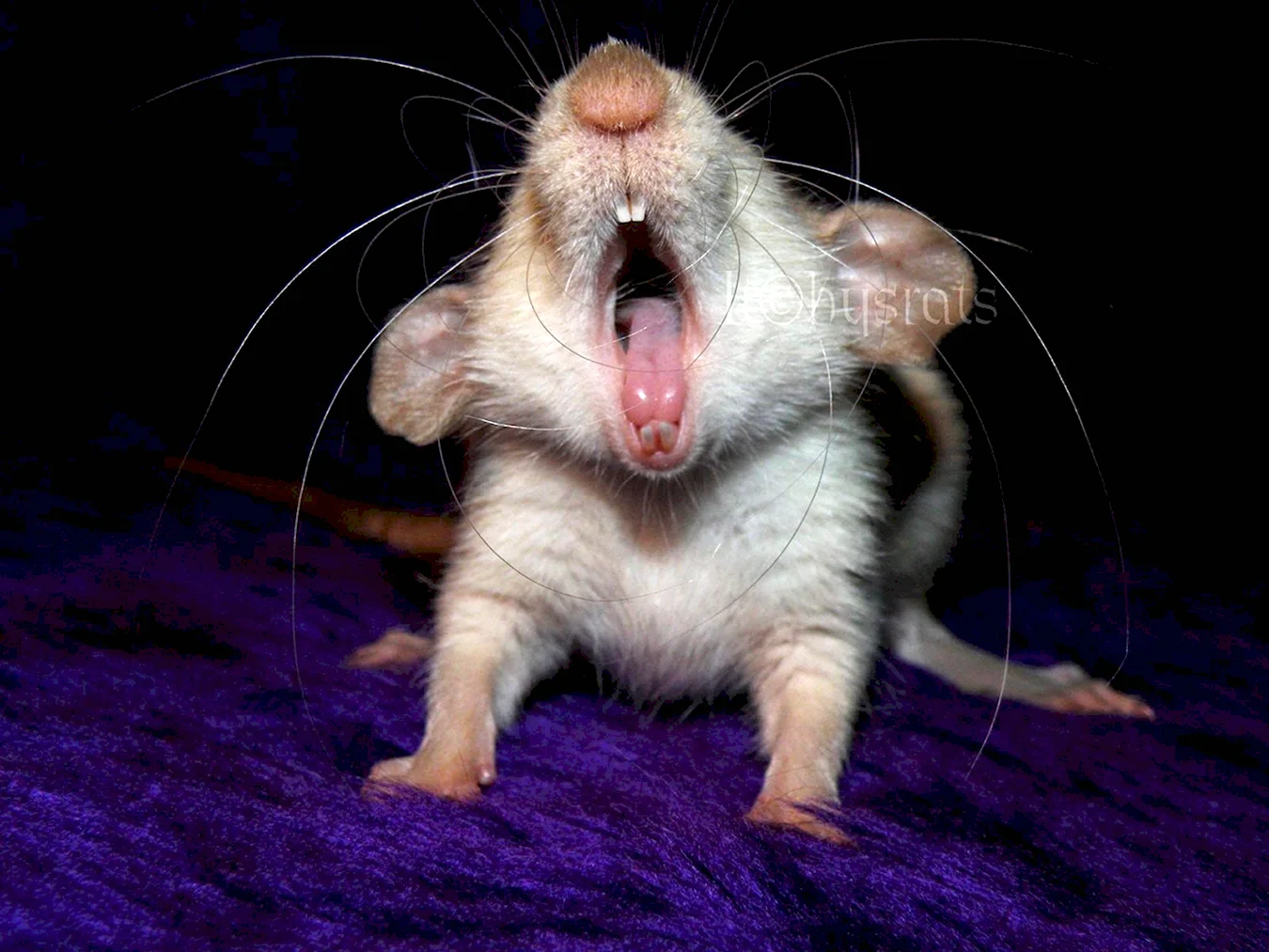Мышка зевает