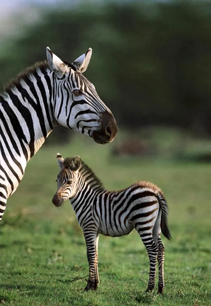 Непарнокопытные зебры