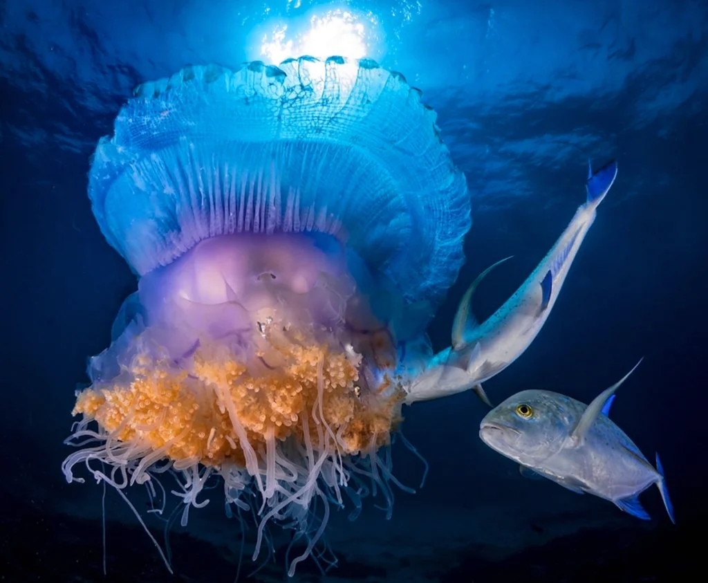 Обитатели морских глубин