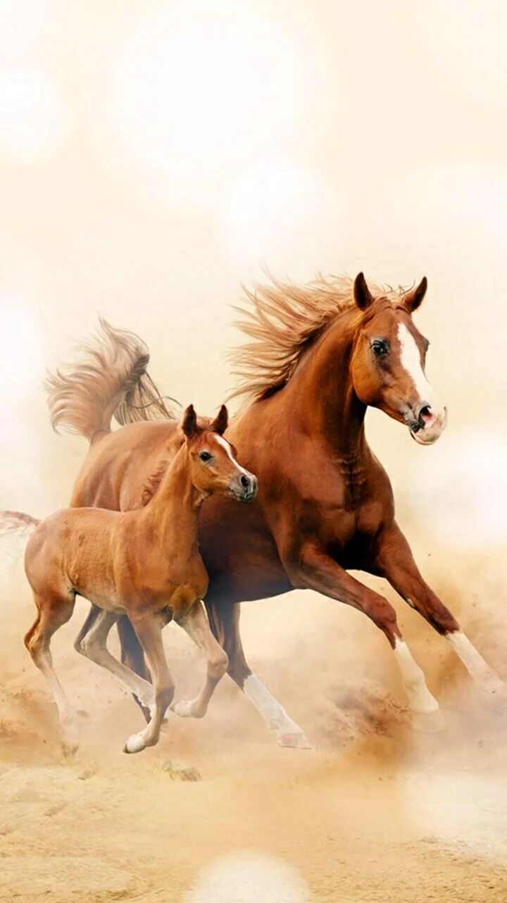 Обои лошади