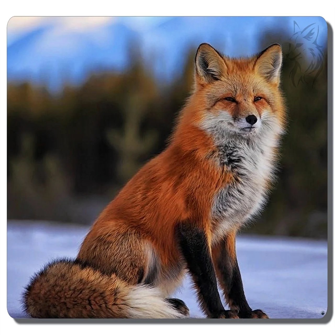 Red fox фото