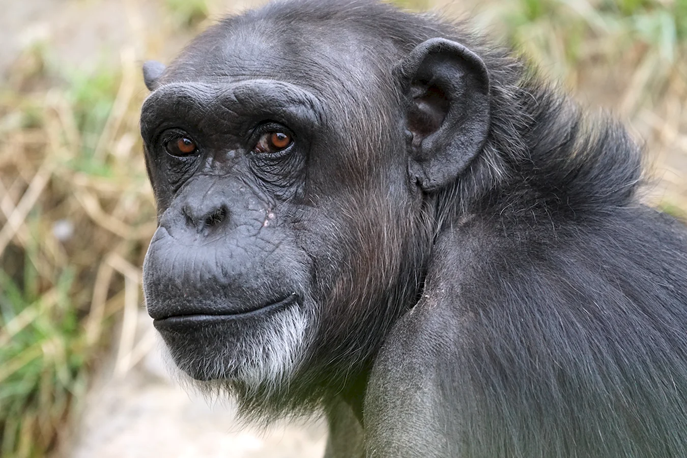 Обыкновенный шимпанзе Pan Troglodytes