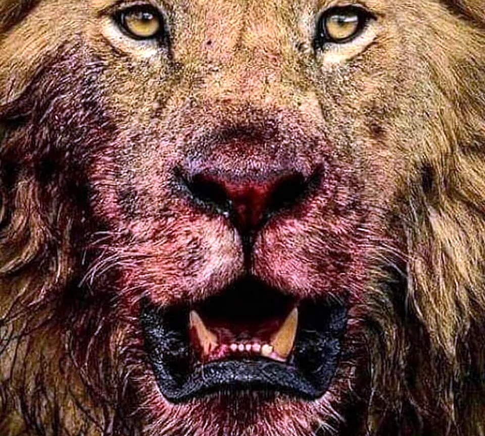 Окровавленная морда Льва