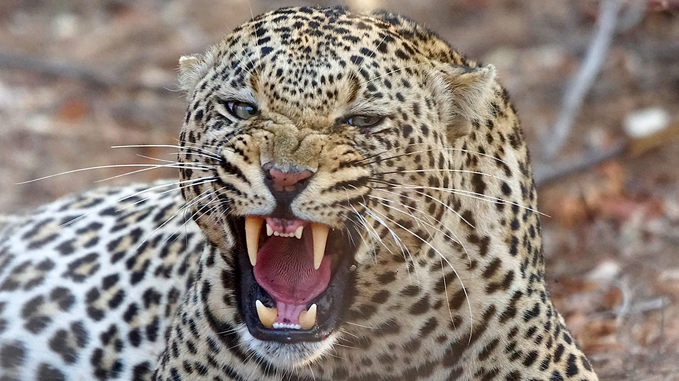Оскаленный леопард