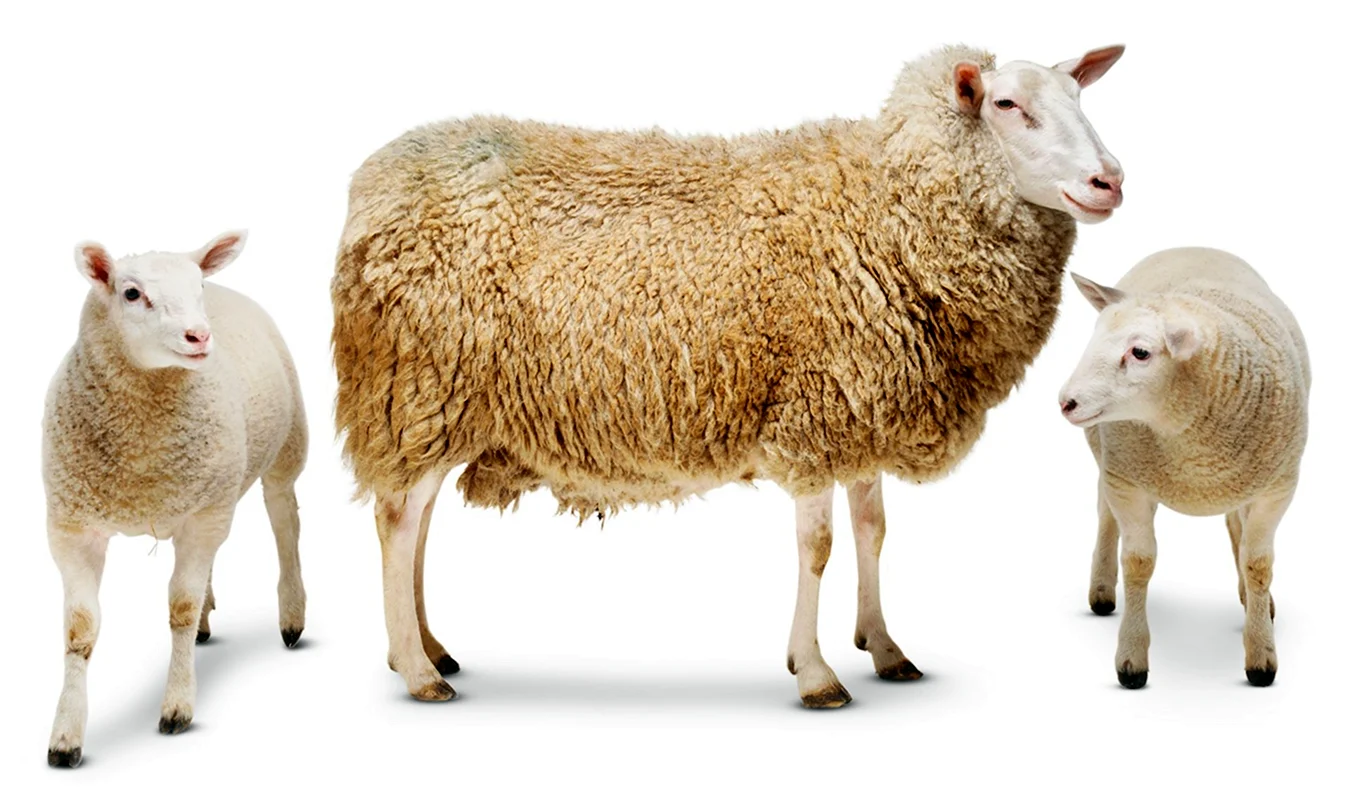 Овца на белом фоне