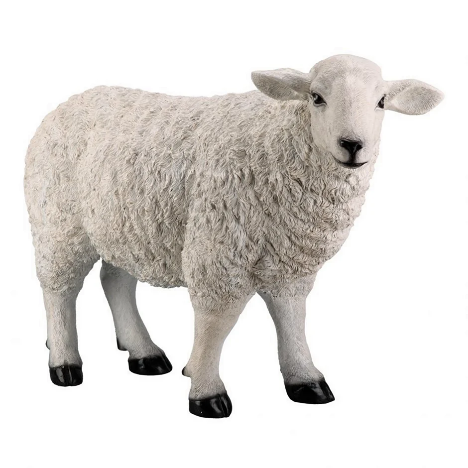 Овца на белом фоне сбоку