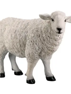 Овца на белом фоне сбоку