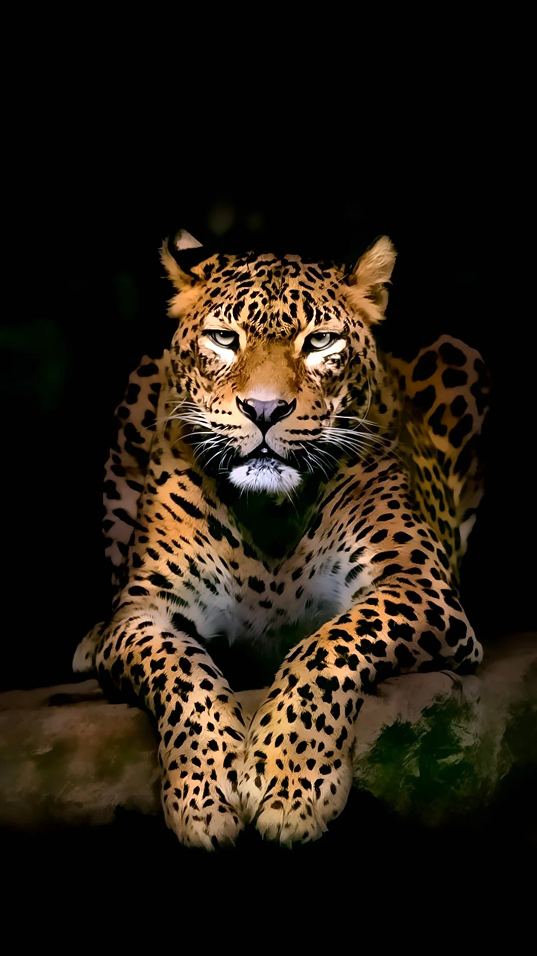 Панарский леопард