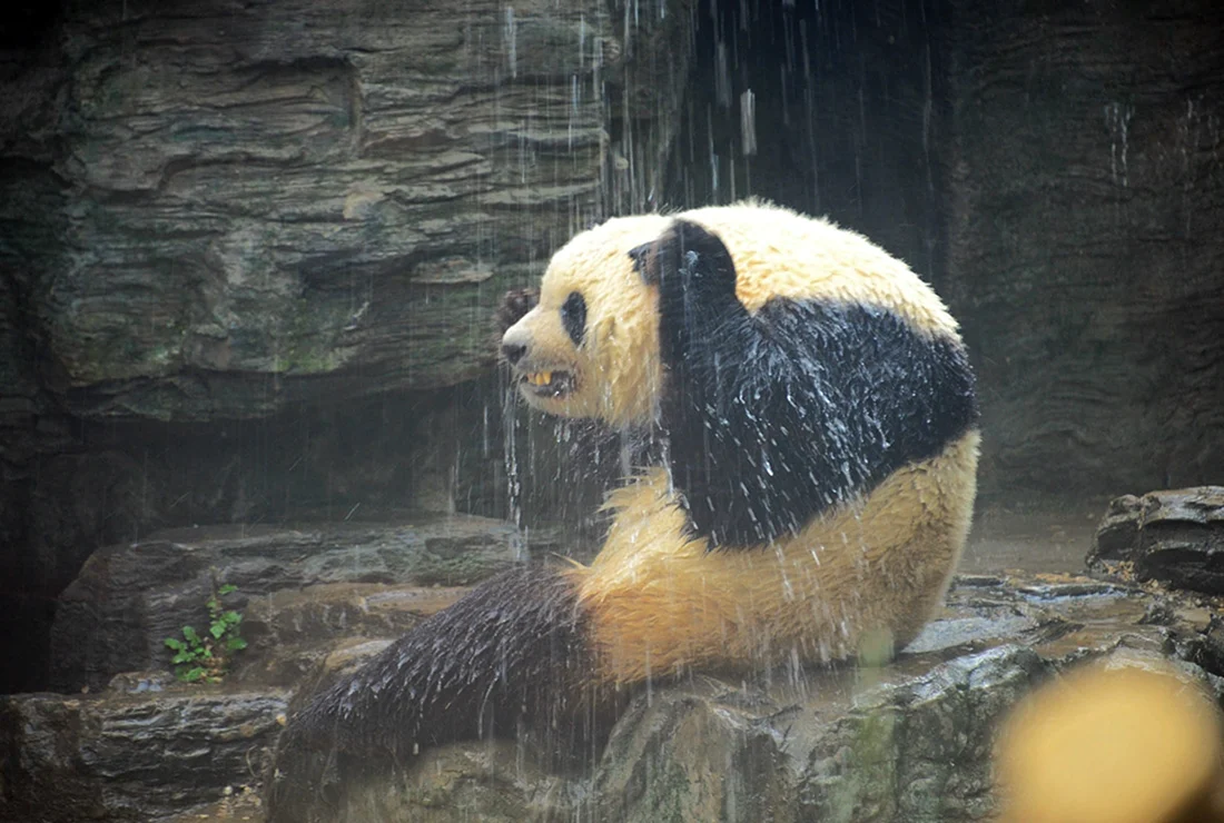 Панда в зоопарке Пекина