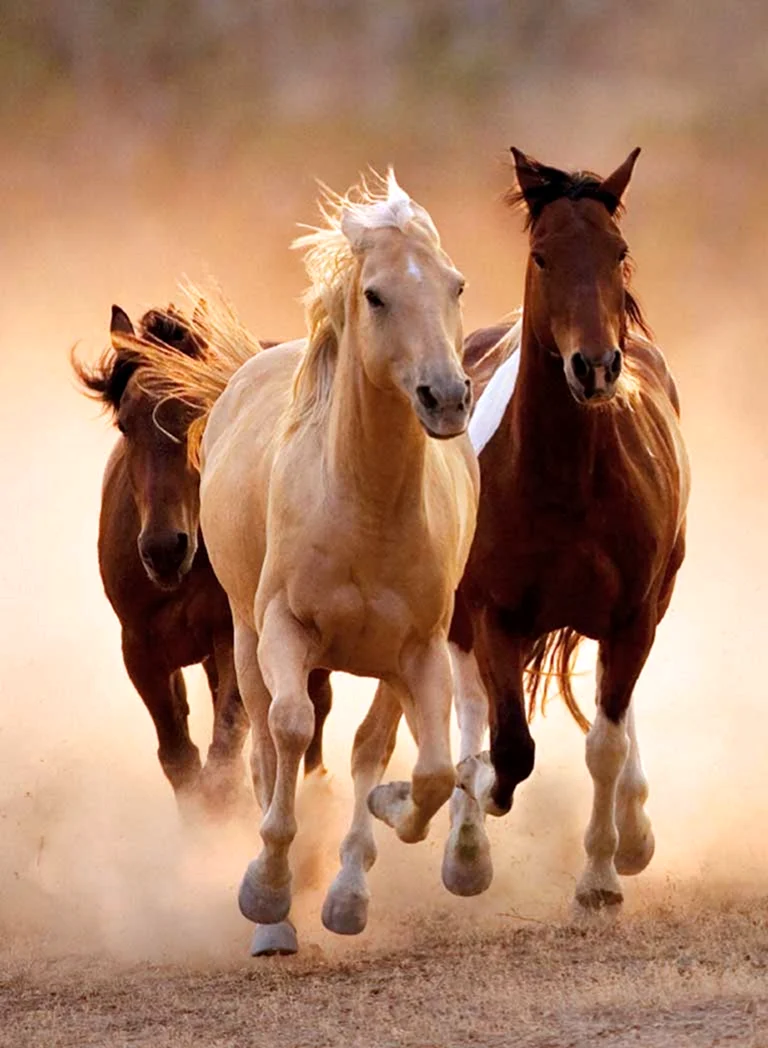 Пазл Clementoni High quality collection бегущие кони 39168 1000 дет.