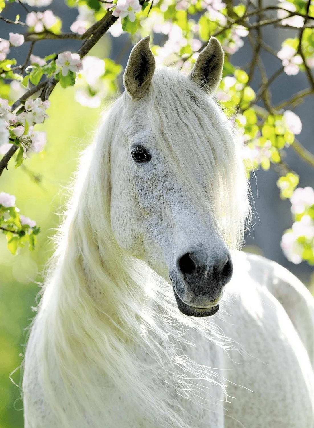 Пазл Ravensburger грациозная белая лошадь 14726 500 дет.