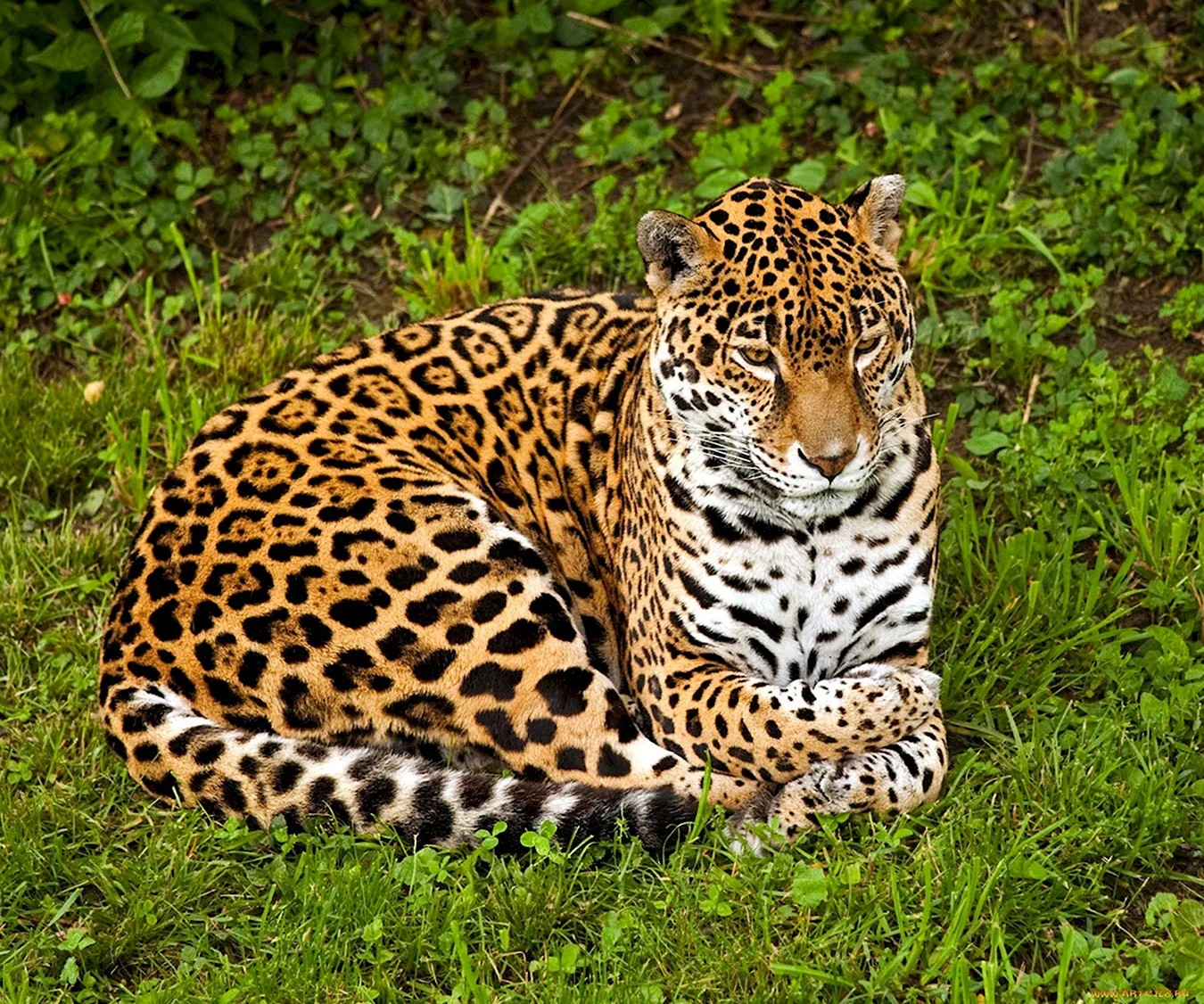 Перуанский Ягуар