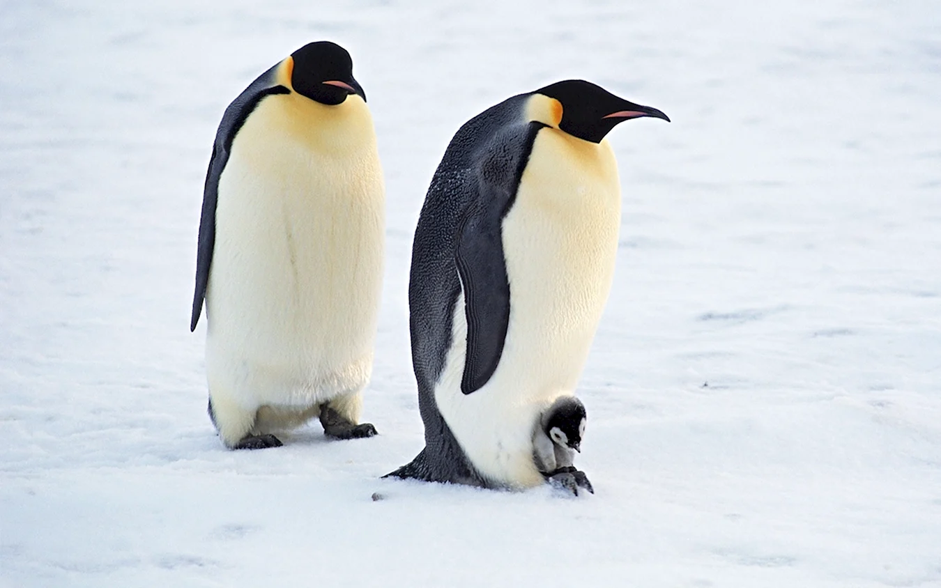Пятнистый Пингвин