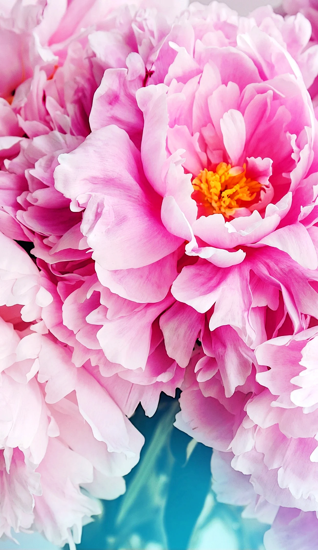 Обои на телефон пионы вертикальные. Пиони Пинк (Peony Pink). Пион Пинк Чойс. Пион Сенбернар. Пионы вертикальные.