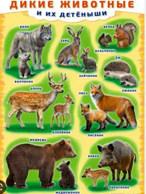 Плакат Дикие животные