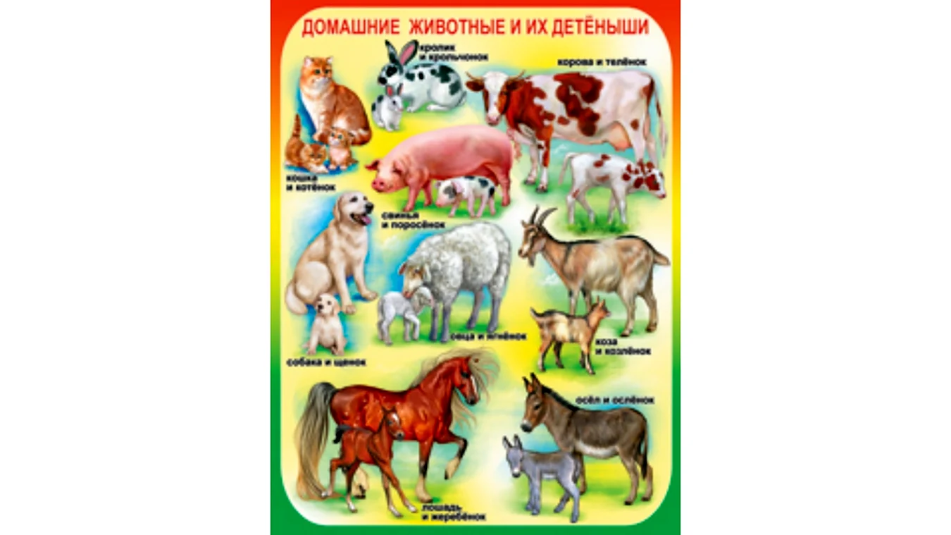 Плакат домашние животные и их Детеныши