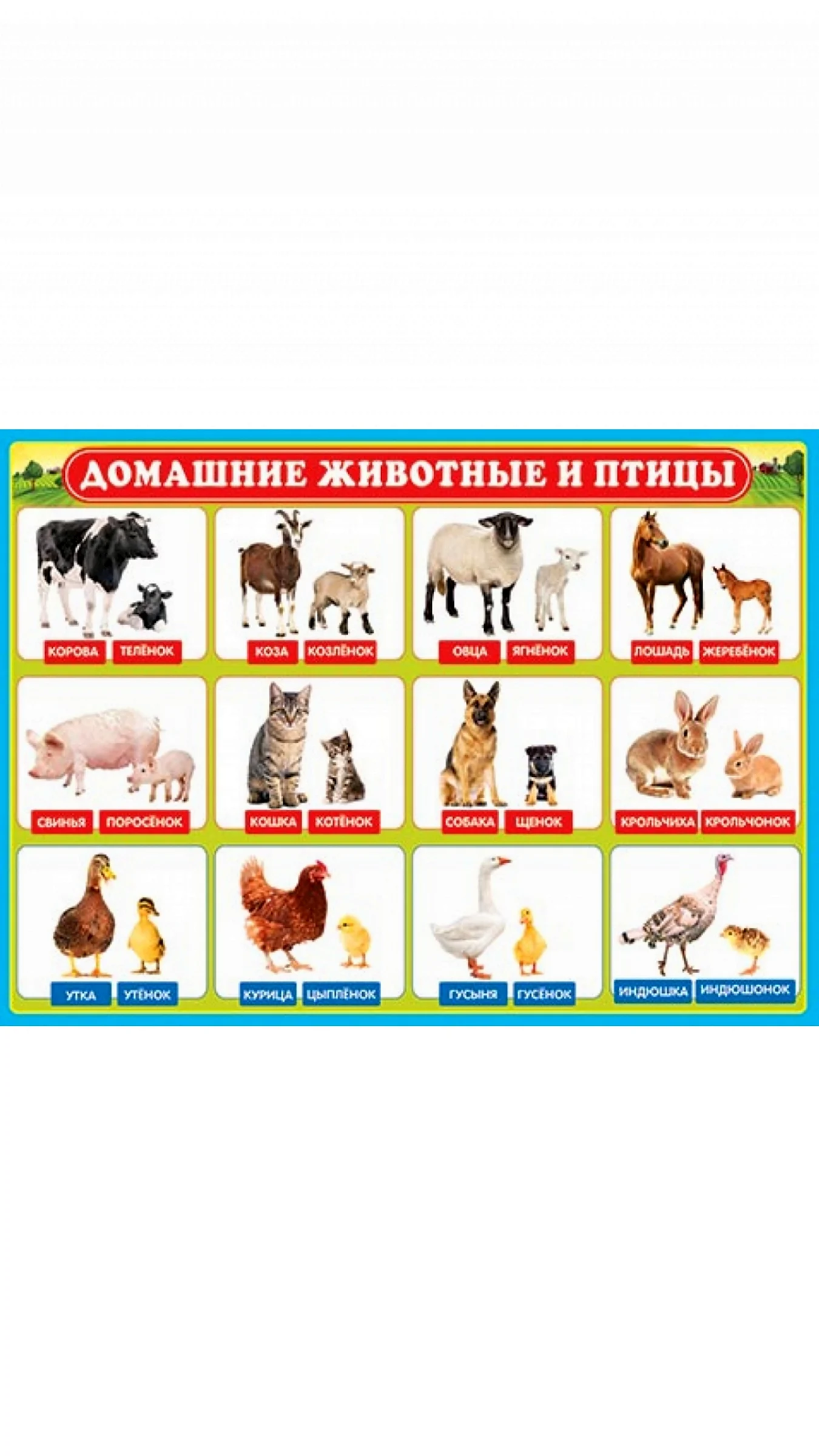 Плакат. Домашние животные.