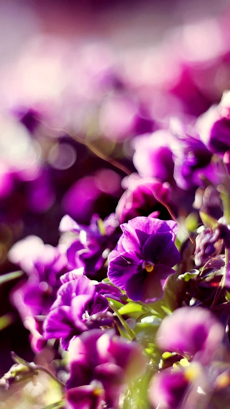 Поляна фиолетовых цветов