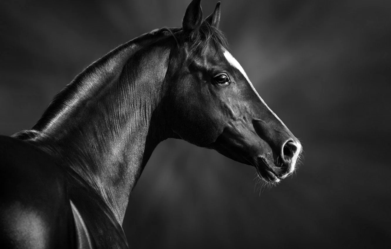 Портрет черной лошади