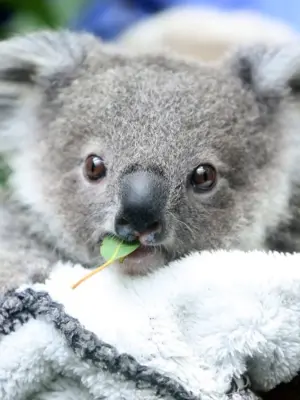 Прикольная коала