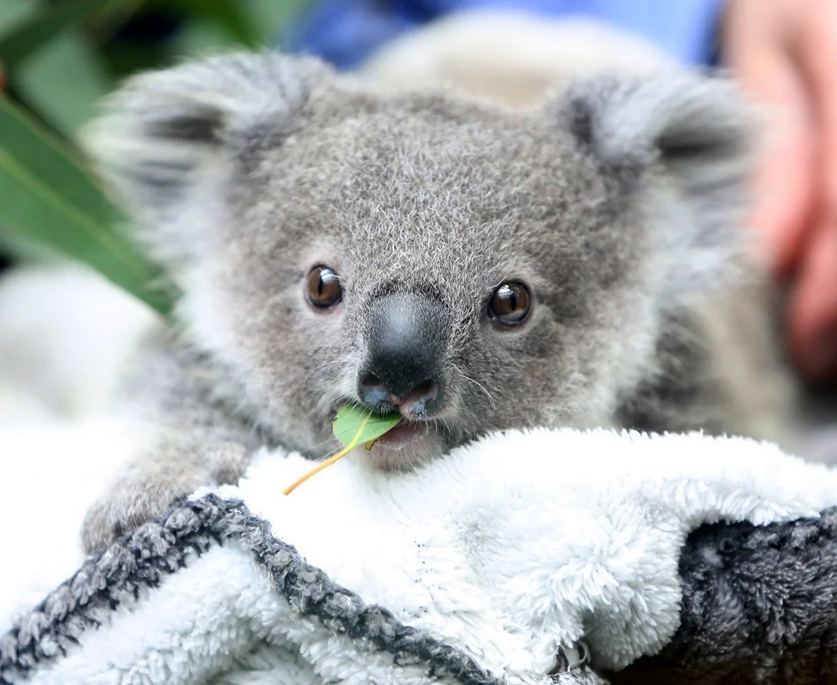 Прикольная коала
