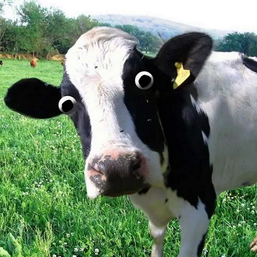Прикольная корова