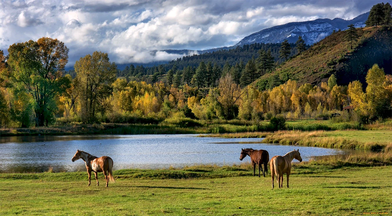 Природа Башкортостана и кони