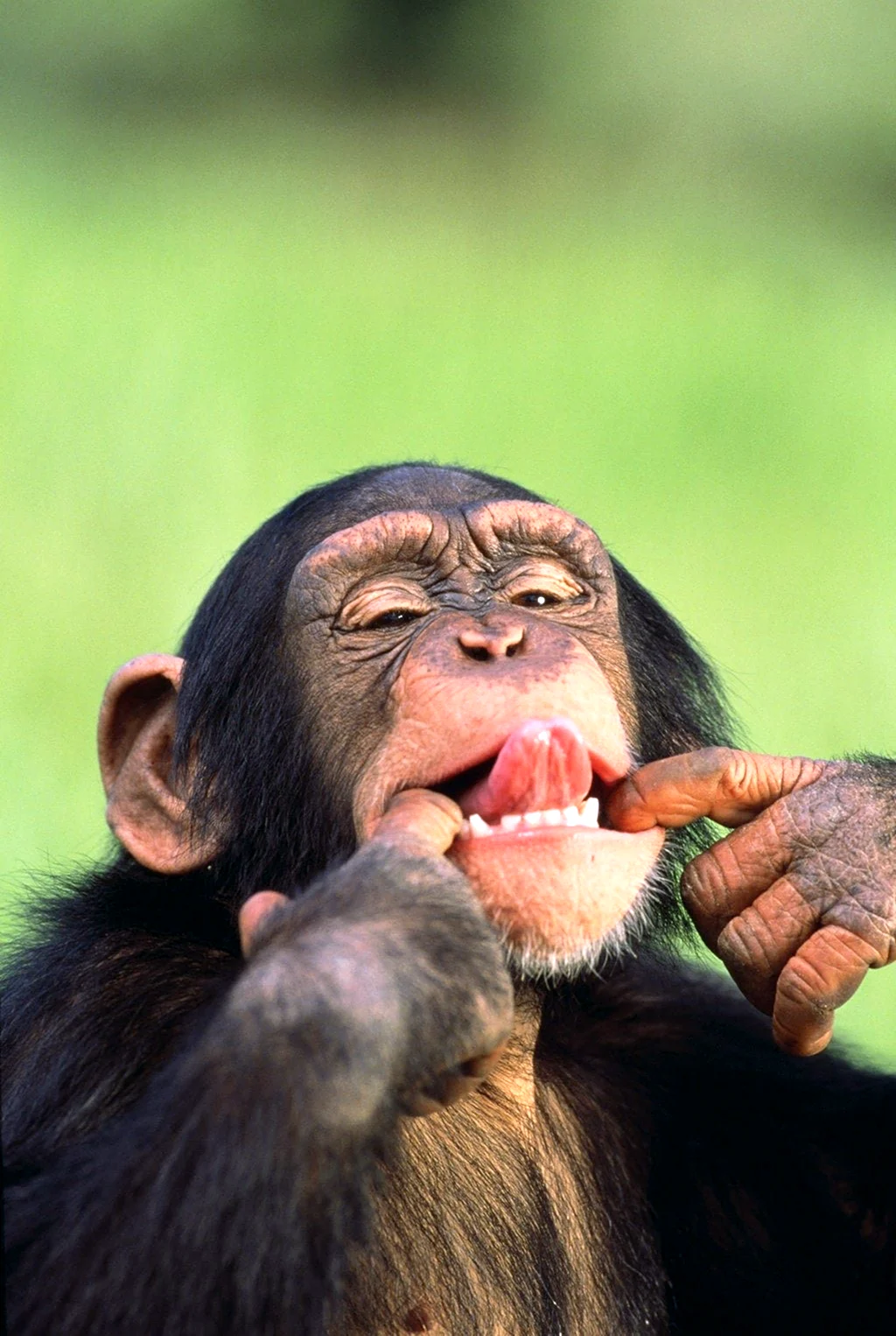 Радостная обезьянка