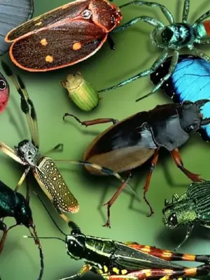 Разнообразие насекомых
