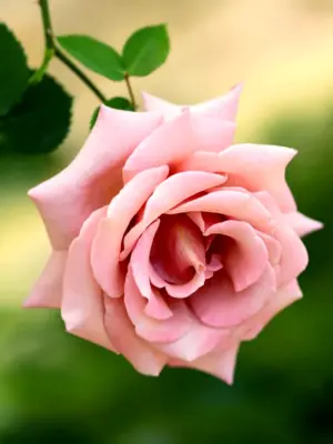 Роза душистая чайная