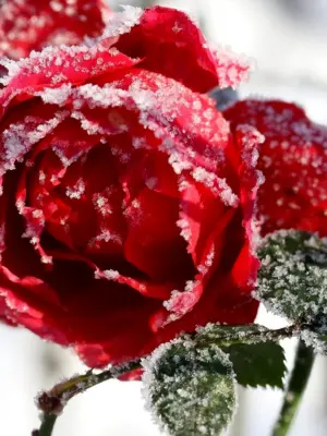 Роза замерзоне