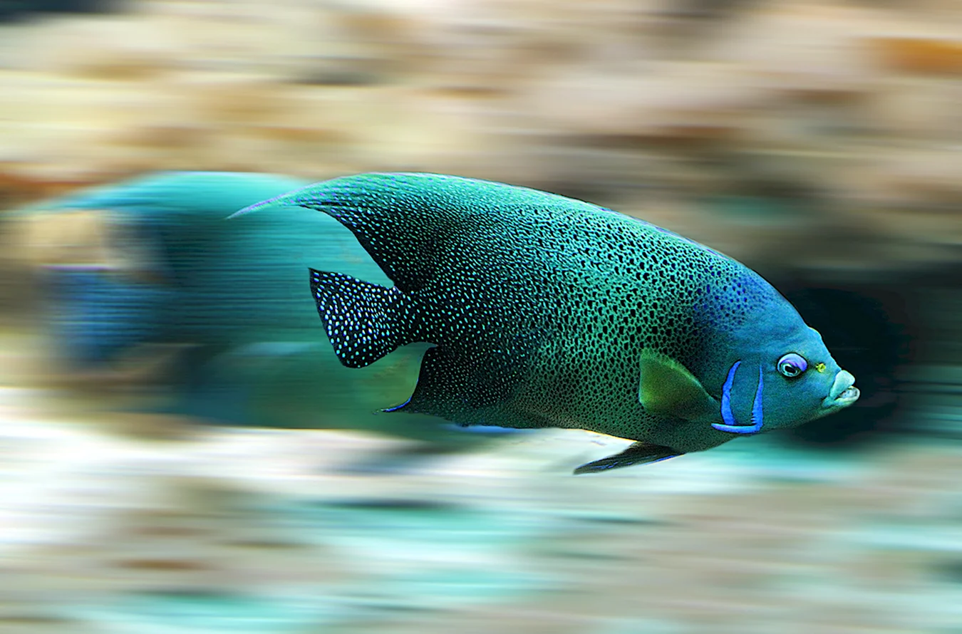 Рыба остронос аквариумная