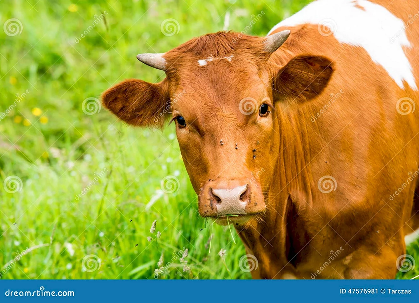 Рыжая корова с белой головой