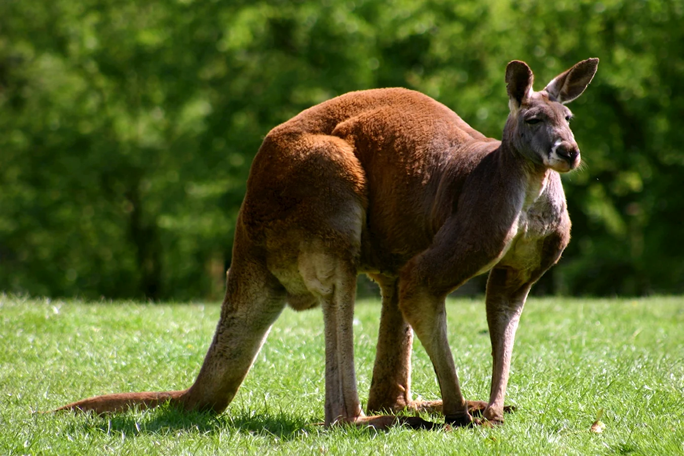 Рыжий кенгуру Австралии