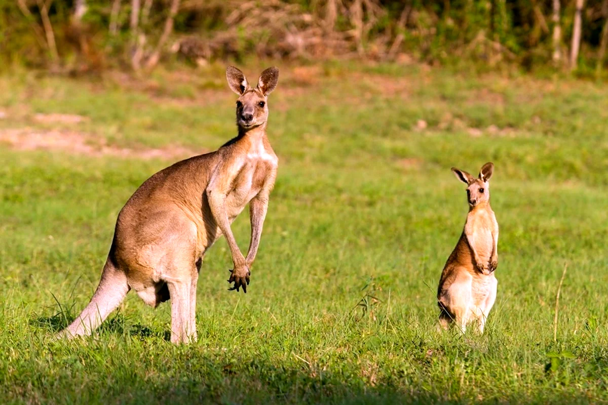 Рыжий кенгуру Австралии