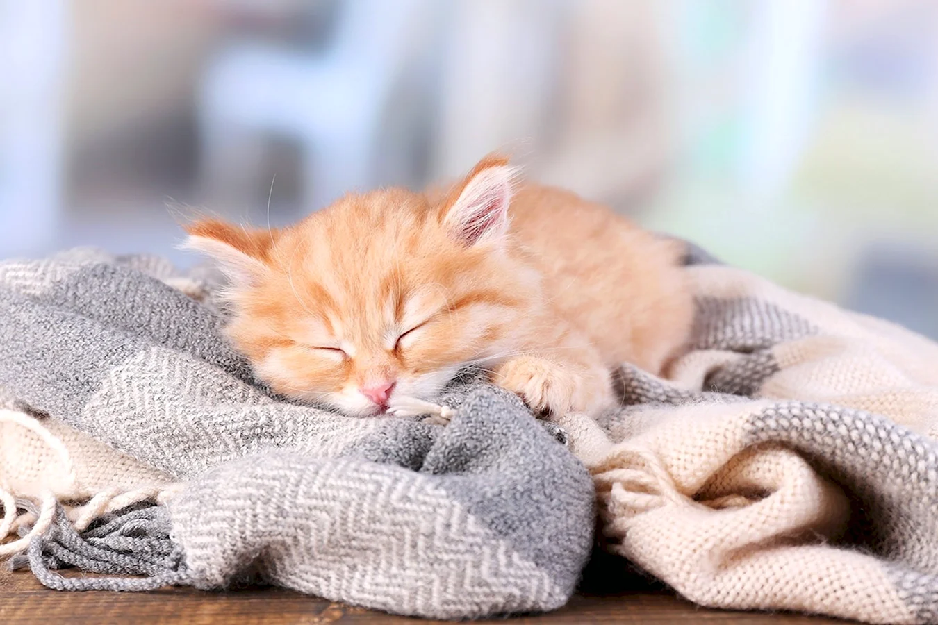 Рыжий кот под одеялом