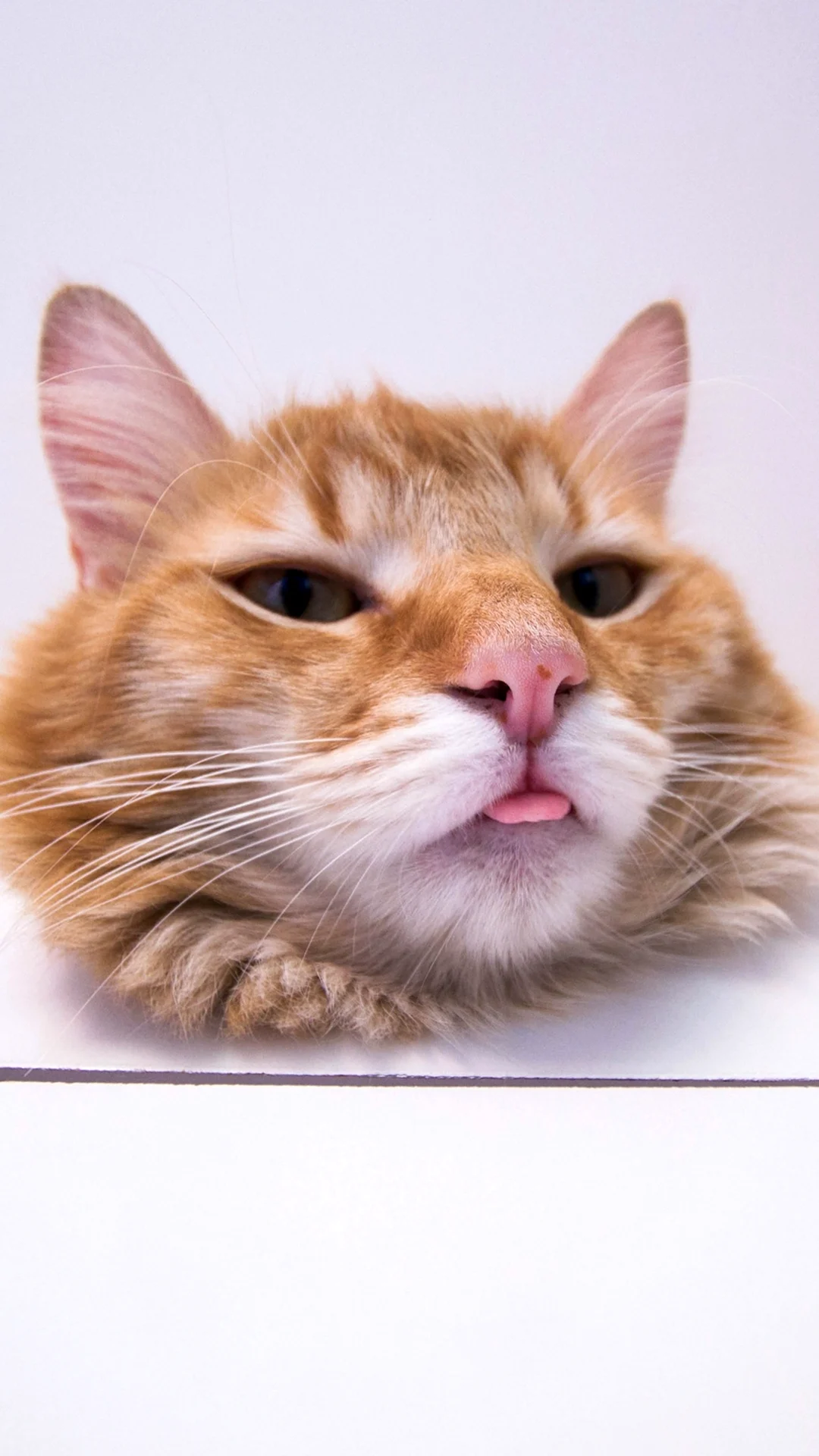 Рыжий кот с высунутым языком