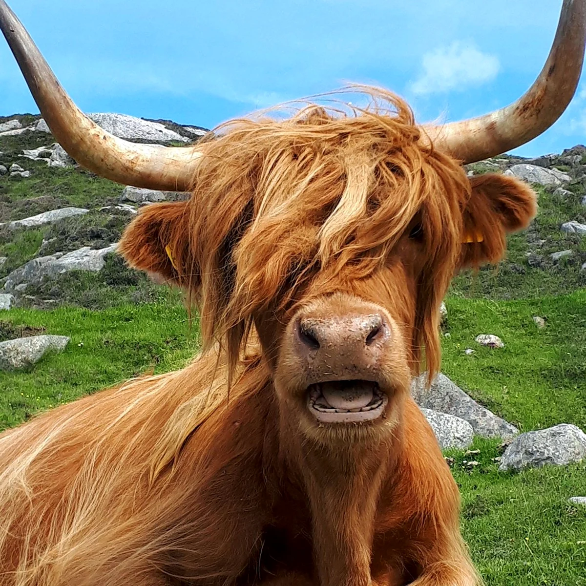 Scottish Highlands Cows